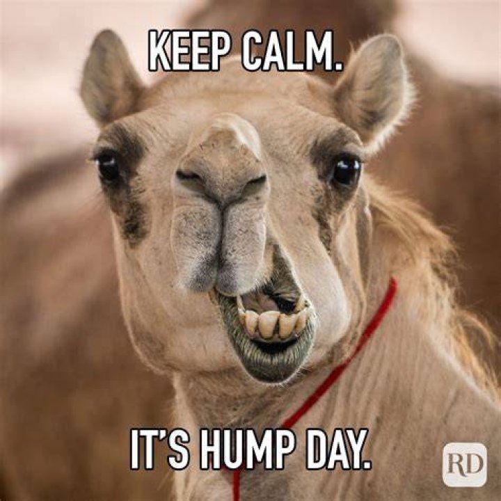 17 Hilarious Hump Day Memes To Help You Get to the Weekend &mdash; Best Life
