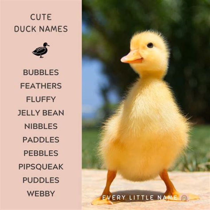200+ Best Duck Names (Cute, Funny, and Quacktastic) Every Little Name