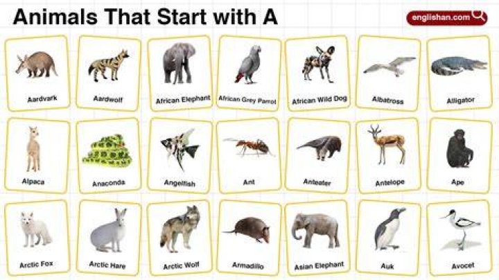 23 Enchanting Animals That Start With E: A Comprehensive Guide