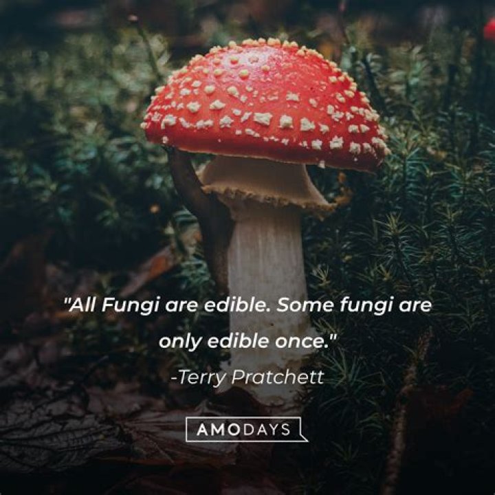 35 Mushroom Quotes Enter the Hidden Universe of Magical Fungi