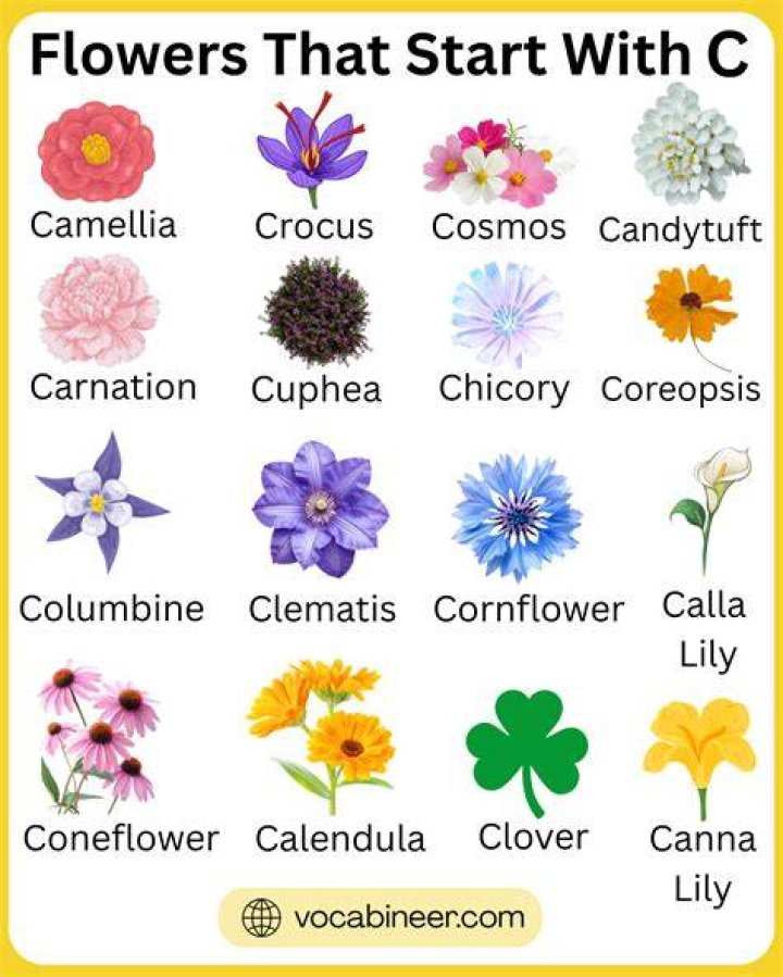 40 Flowers That Start With C (List of Flower Names C)