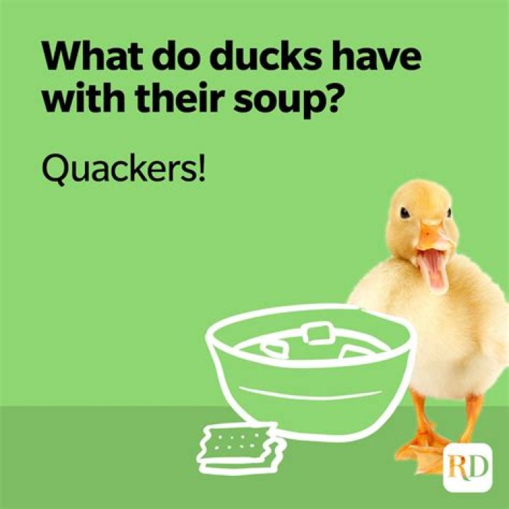 45 Duck Jokes That Will Quack You Up LaptrinhX / News