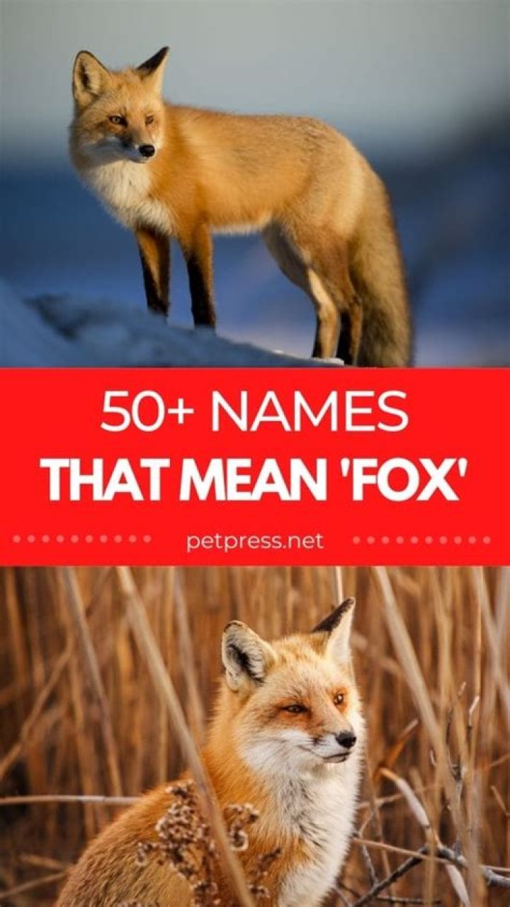 50+ Names That Mean Fox Names Meaning Fox For Your Pet