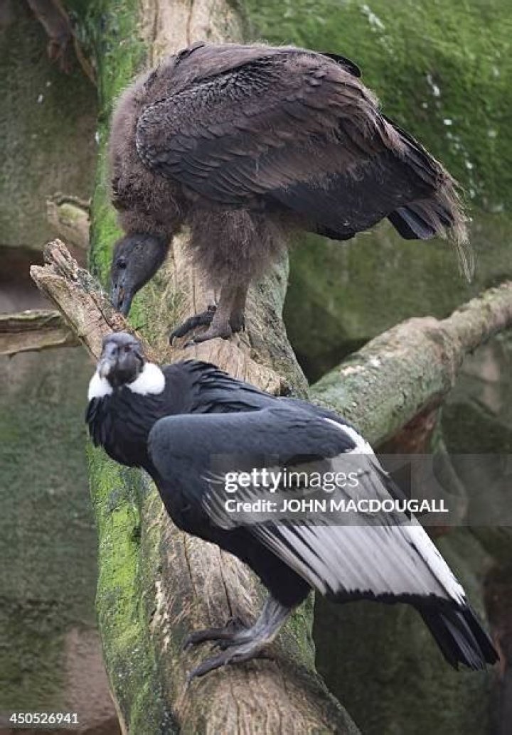 6 month old Andean condor largest flying bird in the world with a