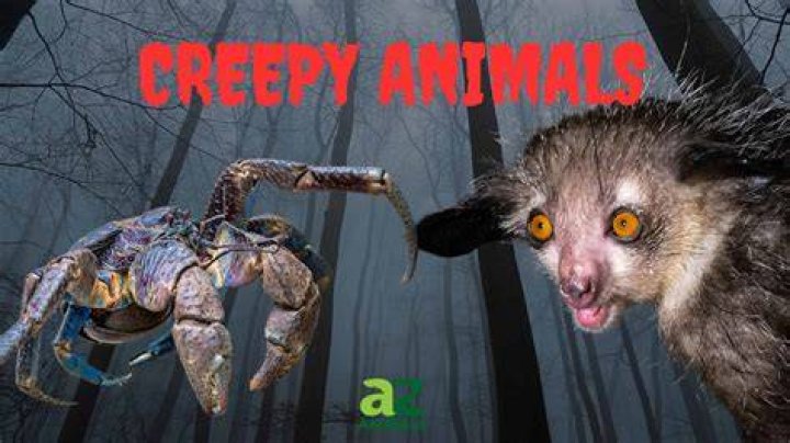 74 Scary and Creepy Animals (That Actually Exist) Everywhere Wild