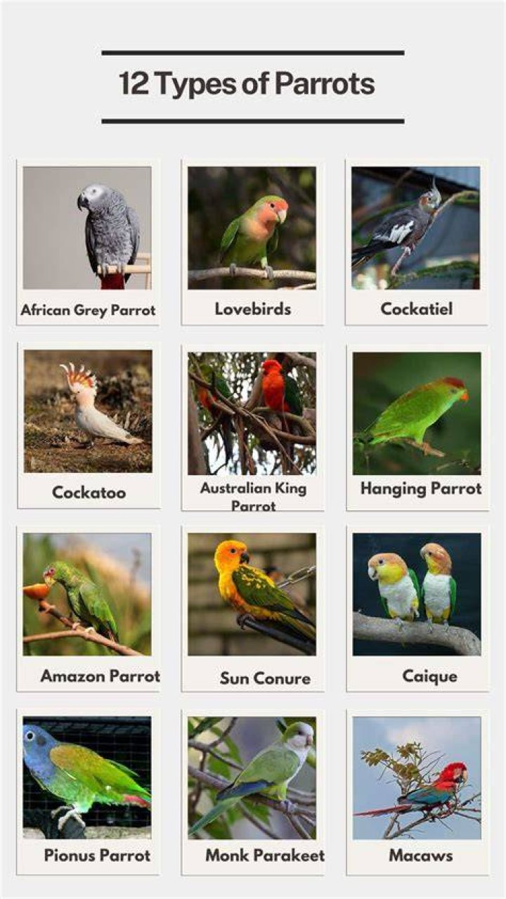 8 Top Large Parrots to Keep as Pets
