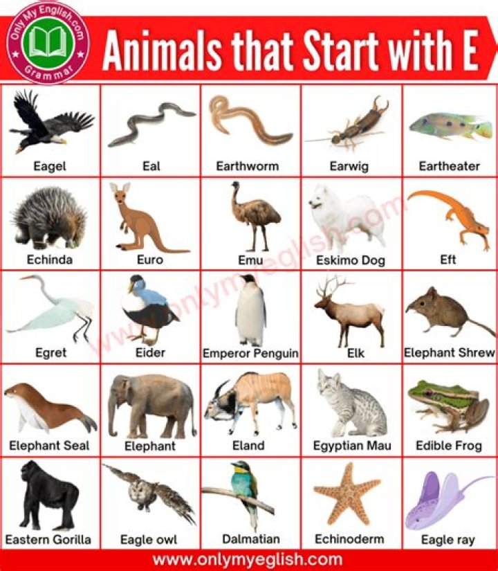 Animals that Start with E List of 20+ Animals Starting with E with