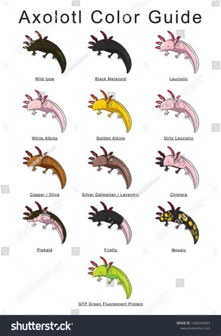 Axolotl Color Palette