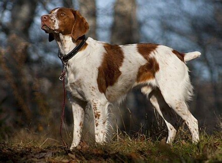 Brittany Spaniel Wikipedia