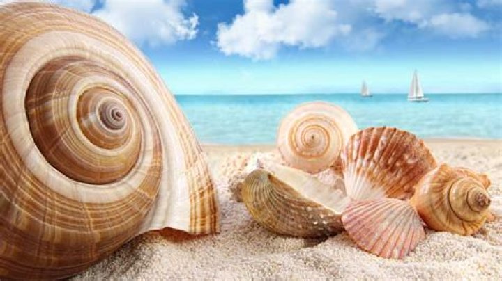 Can You Bring Seashells on a Plane? TSA and Customs Rules