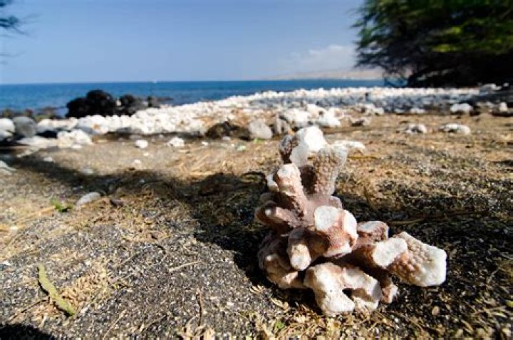 Can You Take Coral From Hawaii? (2023)