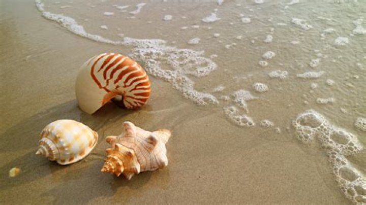 Can You Take Seashells On A Plane A Traveler's Guide