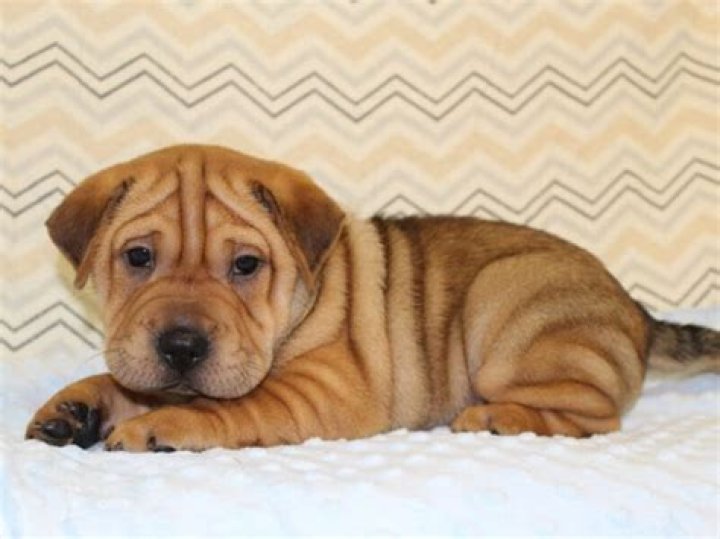 Check Pet with Wrinkles Walrus Dog Breed Pets Nurturing