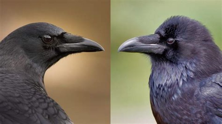 Crow Beak: Nature's Ingenious Tool