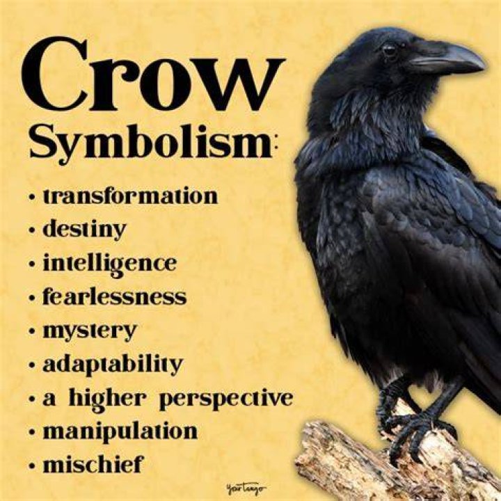 Crow Symbolism & Meaning What is Crow Spirit Animal?