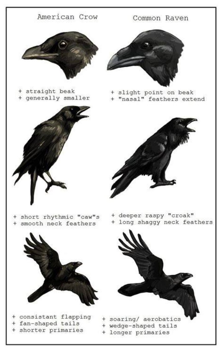 Crow Vs. Raven by Paso Ravens are also largely solitary, while crows