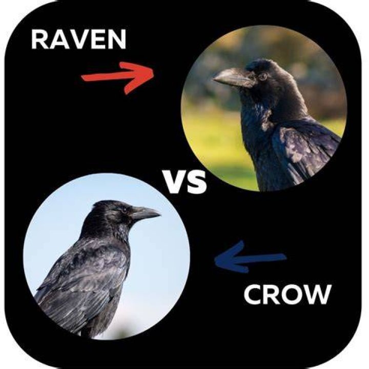 Crows And Ravens: Unraveling The Intriguing Differences