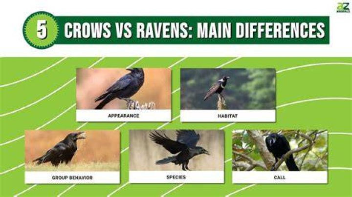 Crows vs Ravens 5 Main Differences Explained AZ Animals