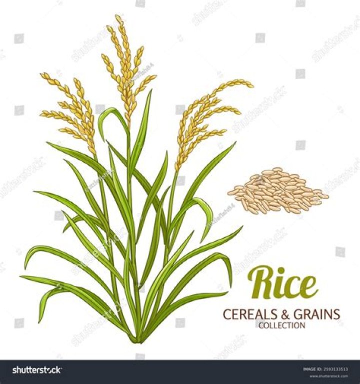 DETAILED; TUTORIAL ON RICE AND BEANS HAIRSTYLE. YouTube