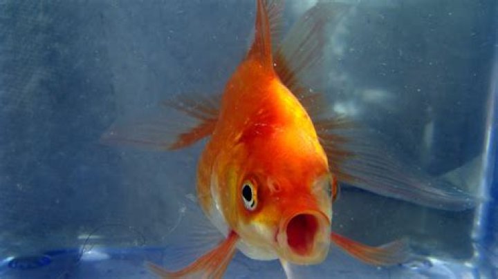 Do Fish Get Thirsty? LBC