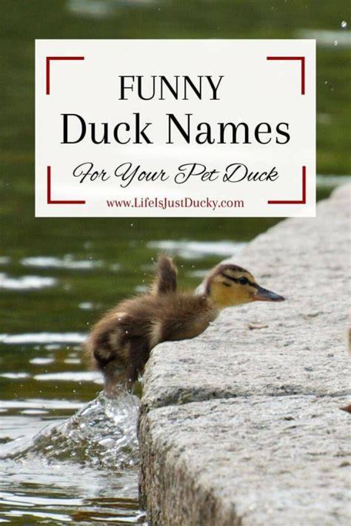 Duck Names Over 400 Fun, Cute, And Funny Ideas For Your Ducks