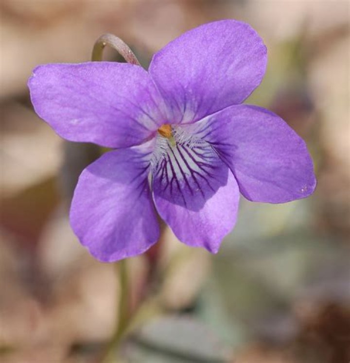 FileAlpine Violet Viola labradorica Flower Closeup 1456px.jpg