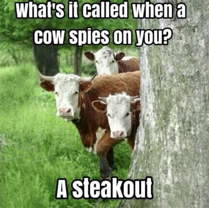Funny Cow Memes Page 31 of 62 Entegra Signature Structures