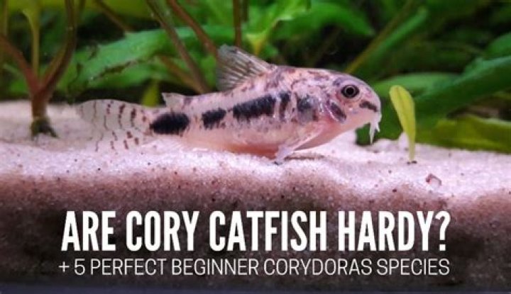 How Much Do Cory Catfish Cost to Own? (Care, Accessories, & More