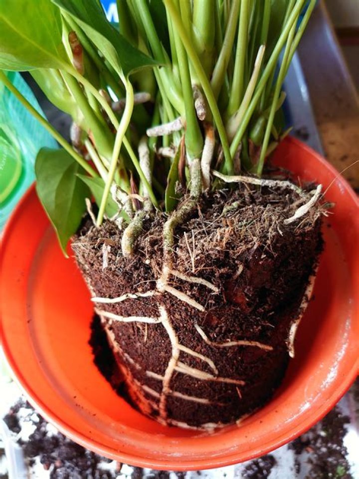 How Selfish Are Plants? Let&rsquo;s Do Some Root Analysis The New York Times