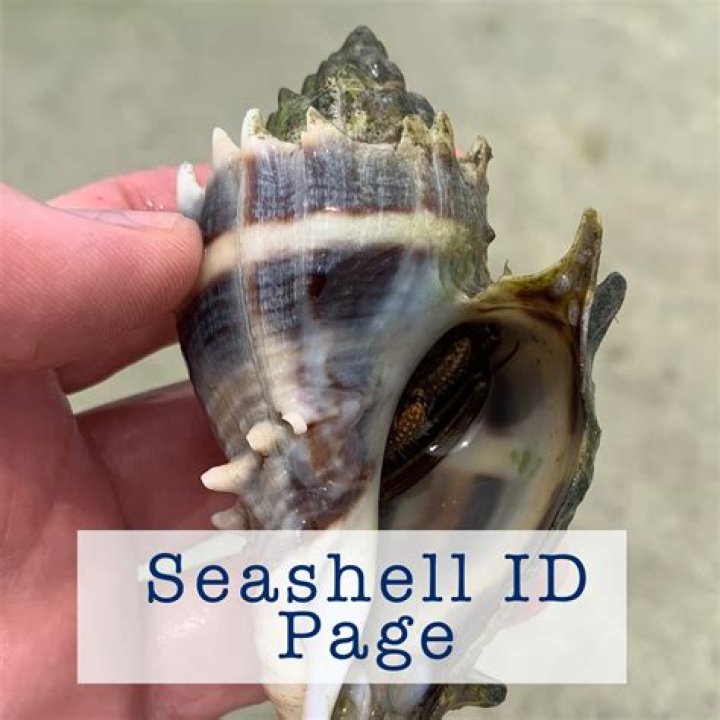 Is It Allowed To Take Seashells From Hawaii?