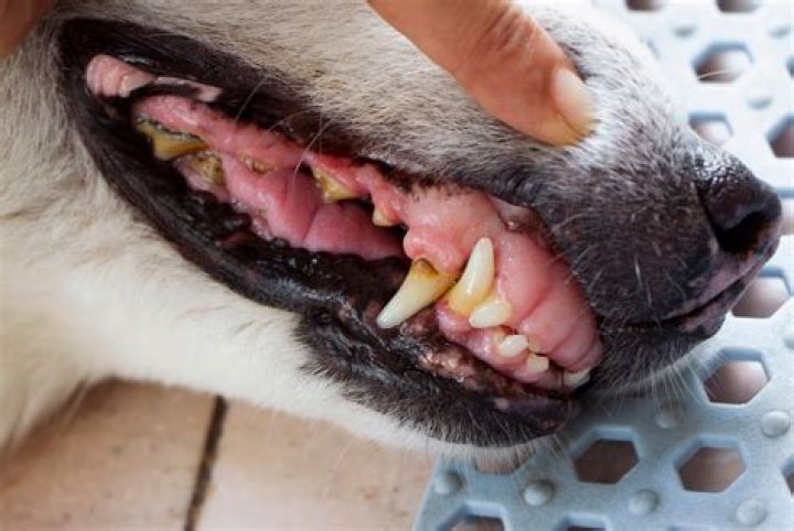 Is Your Dog Missing Teeth? How to Care for a Toothless Dog