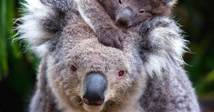 Koala Bear Screeching Crying Video