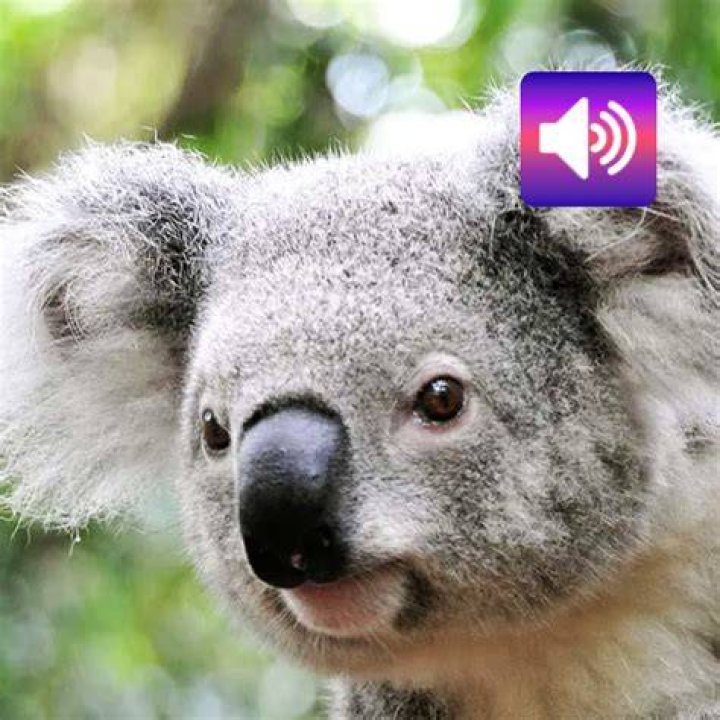 Koala Bear Sounds Android Apps on Google Play
