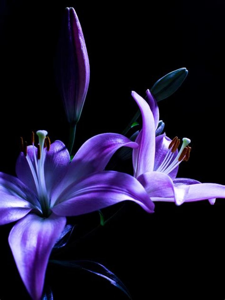 Lilies in the dark Behance