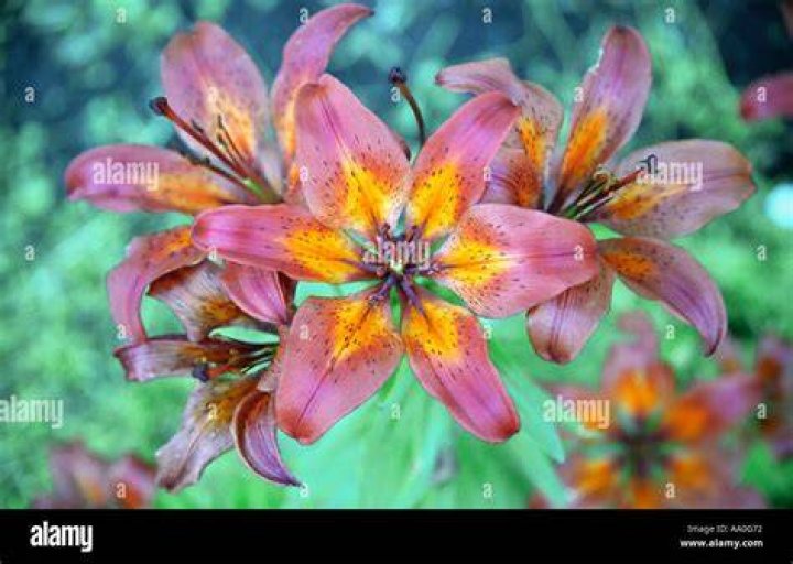 Lilium 'Dark Secret', Lily 'Dark Secret' (Asiatic) in GardenTags plant