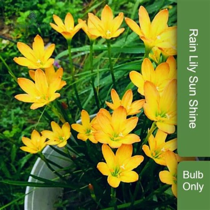 Lily Gladstone BULB