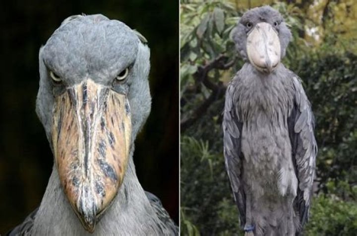 &lsquo;The Most Terrifying Bird in the World&rsquo; Shoebill Stork Stands Up to