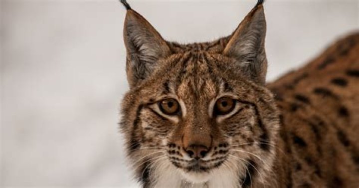 Lynx to open historically long 2022 season in Seattle Twin Cities