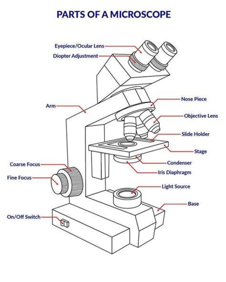 Microscope Diagram Labeled, Unlabeled and Blank Parts of a Microscope