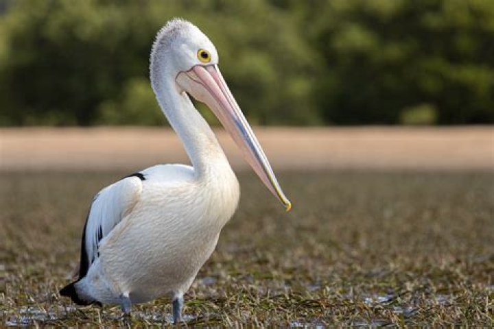 Pelicans in ESPN's Top 100 Was Lonzo Ball ranked too high?