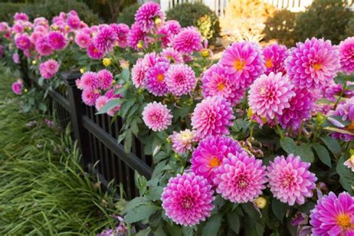 perennial plants that start with c Immense History Art Gallery
