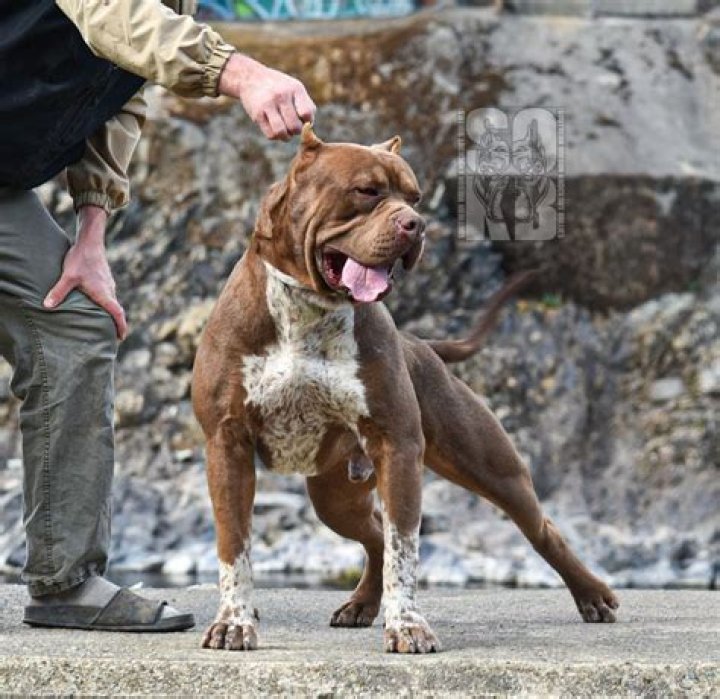 Pin on American Bully