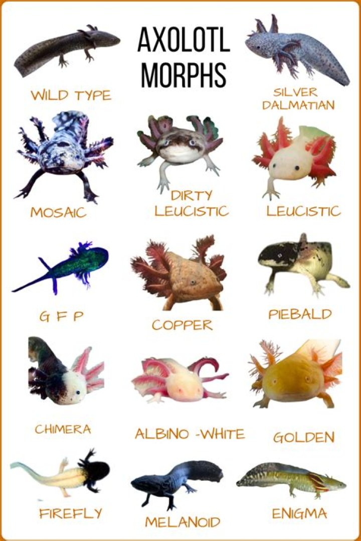 Rare Axolotl Colours