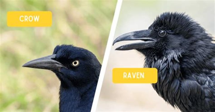 Raven Beak Vs Crow Beak: An In-Depth Comparison