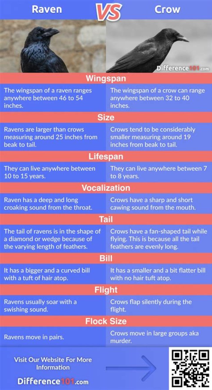 Raven VS Crow What's The Difference?