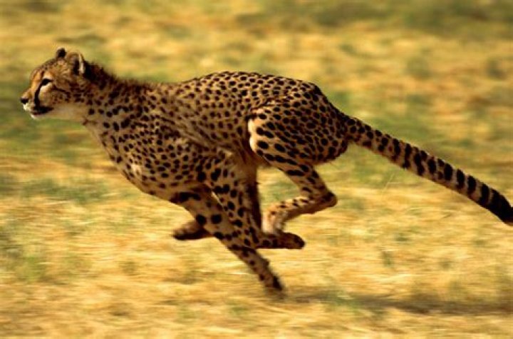 The Fastest Animals on Earth Britannica