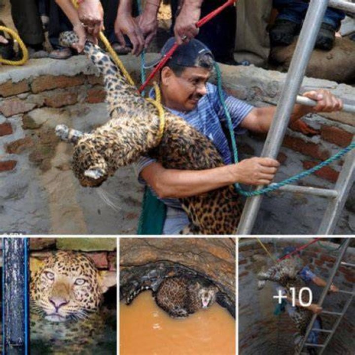 The Perilous Encounter: Man's Deadly Struggle Against The Wild