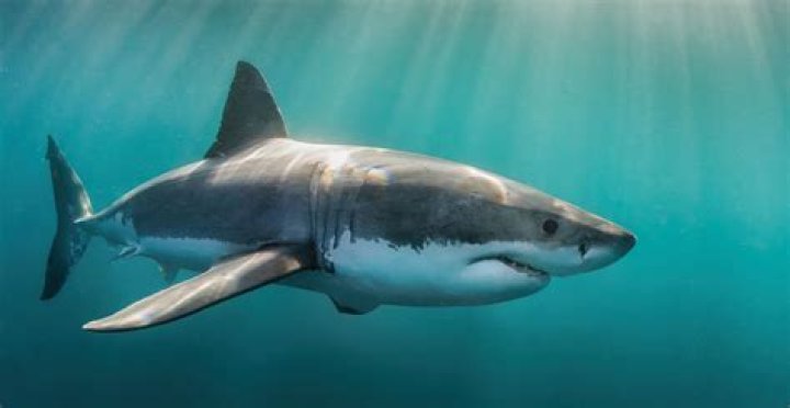 The U.K. Great White Shark Enigma NHBS Academic & Professional Books