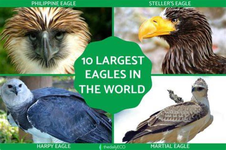 The World’s Largest Eagles WorldAtlas