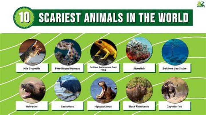 Top 10 Scariest Animals in the World AZ Animals